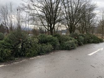 Christbaumsammlung 2020 Bäume -332-